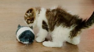 Маленький котенок познакомился с новой игрушкой