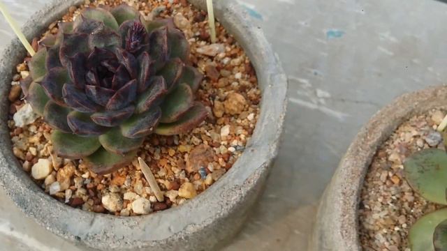 || 2 OF MY BEAUTIFUL ECHEVERIA BLACK ROSE || смотреть онлайн