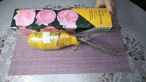 Роза Пьер де Ронсар. Знаменитая на весь мир роза.Саженец из Леруа Мерлен.