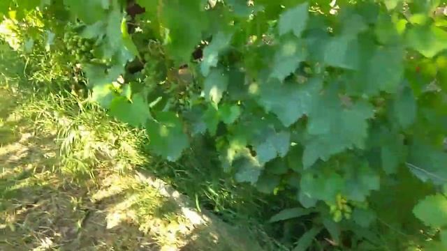 Первое окрашивание ягод винограда смотреть онлайн