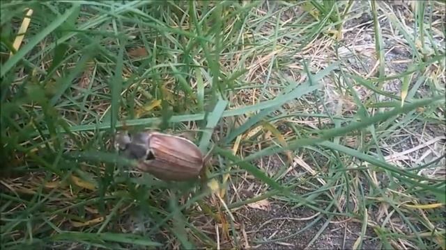 Майский жук и интересные факты о нём смотреть онлайн