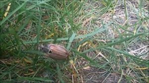 Майский жук и интересные факты о нём