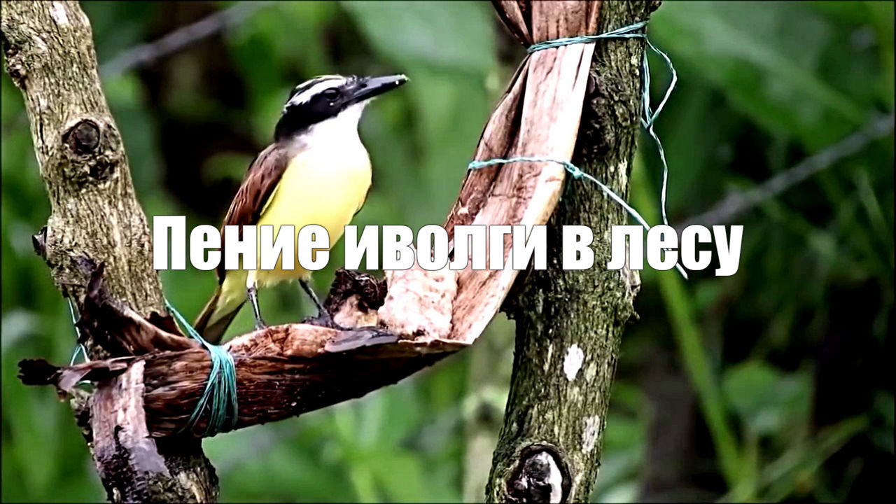 Пение иволги в лесу – здоровье от природы