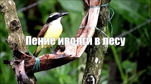 Пение иволги в лесу – здоровье от природы