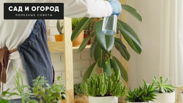 Нет Такой Подкормки, Чтобы Сравнилась, С Этой Таблеткой! Каждый Цветок Зацветает После Полива.