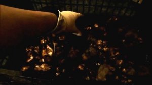 Цветы Канны. Подготовка к зимнему хранению.