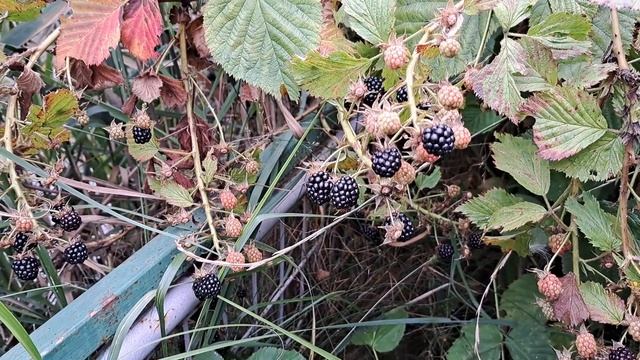 Дача. Беседка, теплица, детский домик и т.д. 28.08.2022 г. смотреть онлайн