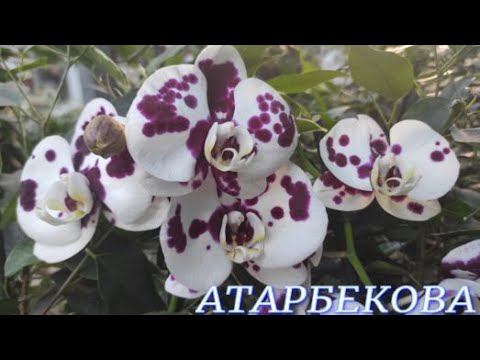 №737/ОБЗОР ОРХИДЕЙ и комнатных растений в  с/ц  на АТАРБЕКОВА