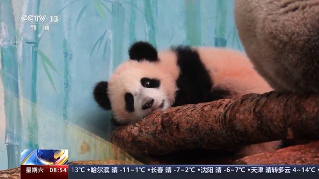 俄罗斯：在俄出生的大熊猫幼崽与游客首次见面