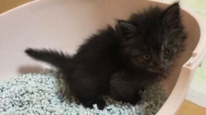 They saved the life of a tiny kitten, and a year later they were in for a surprise!