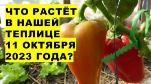 Что растёт в нашей теплице 11 октября 2023 года? What grows in our greenhouse October 11, 2023