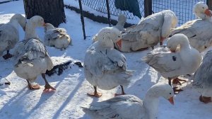 Как лучше очистить перо гусей перед забоем на мясо//Гуси содержание зимой