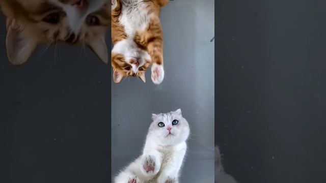 Cat Кошки Котята Коты #Shorts 1285.mp4