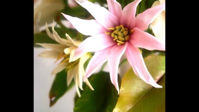 Живые цветы из холодного фарфора смотреть онлайн