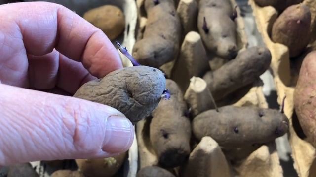 10 сортов картофеля, 1 часть- проращивание смотреть онлайн