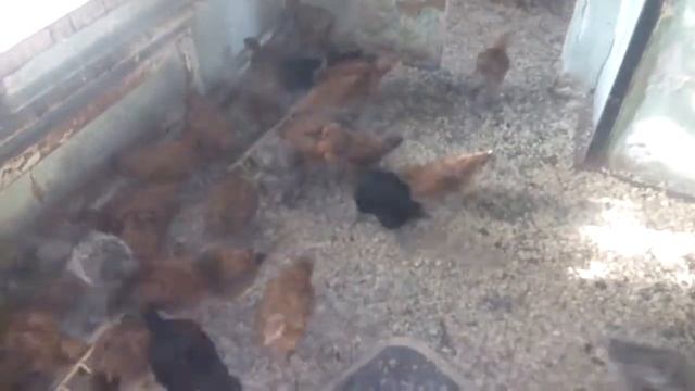 Реакция цыплят (бройлеров) на лук.  Кормим цыплят. Витамины для подсобного хозяйства.