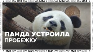 В Московском зоопарке панда устроила пробежку - Москва 24