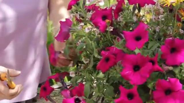 Spindly Petunias смотреть онлайн