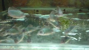 Рыбки: сомики и боция. Уборщики в аквариуме.