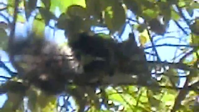 Мексика Hotel Palladium Colonial БЕЛКИ на ПАЛЬМАХ смотреть онлайн