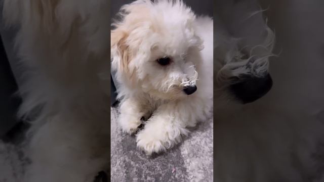 Не виновата я! 😀