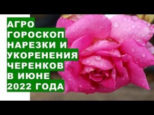 Агрогороскоп нарезки и укоренения черенков растений в июне 2022 года