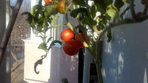 Томат "ОЧАРОВАНИЕ" от Любови Мязиной. Румыния