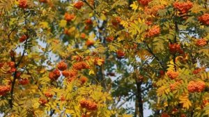 Футаж — Рябина в осеннем лесу. Футажи (footages) красивая природа [FullHD]