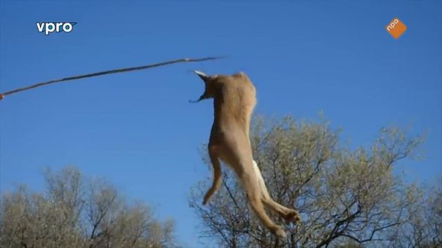 Freeks Wilde Wereld - S09E11 - Kattenkwaad en apenstreken смотреть онлайн