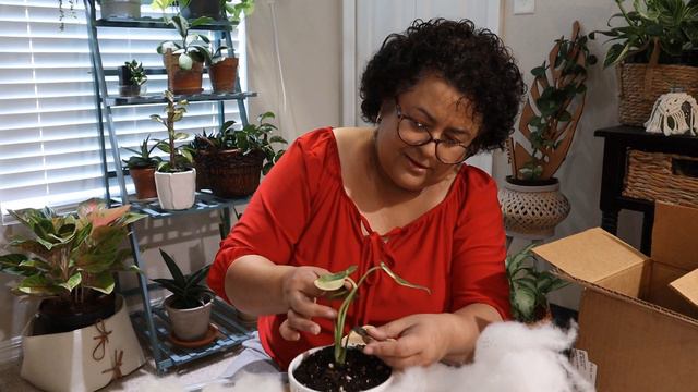 Did I win a Wishlist Plant? 🌱 Let's Unbox This Baby! 📦. смотреть онлайн