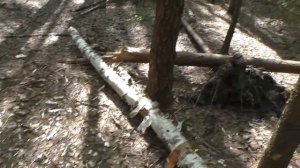 По ГРИБЫ С ВЕРНЫМ ДРУГОМ в СЕРЕДИНЕ МАЯ! Грибов МНОГО!