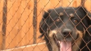 Волкодавы ... 10 способных пород на бой с волком!