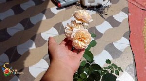 Alexandrine Rose - Mawar Alexandrine