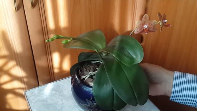 Коллекционная орхидея с очень редкими сортовыми особенностями. смотреть онлайн