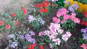 ЦВЕТЫ? ЦВЕТУЩИЕ ВСЕ ЛЕТО ДО ЗИМЫ???.mp4