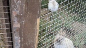 Дети кормят кроликов