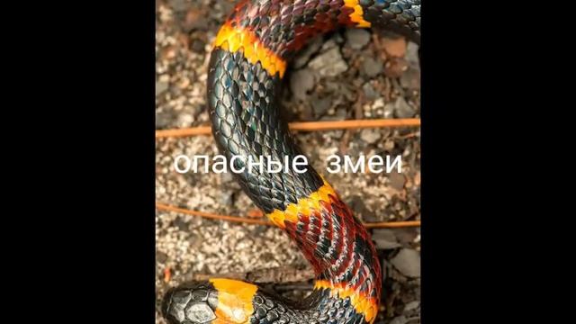 опасные змеи смотреть онлайн