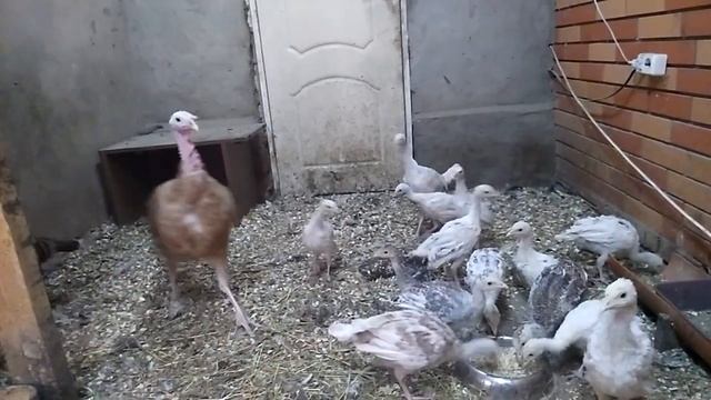 Индюшки с индюшатами. смотреть онлайн