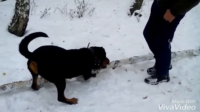 Моя собака в лесу ! смотреть онлайн