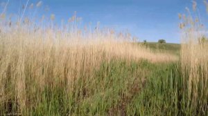 Луганская область.Беловодский край.Новолимаровская криница.