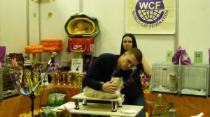 WCF выставка Сибирских кошек.