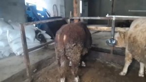 Откорм бычков, бык перестал есть корма , экспорт бычков из Казахстана.