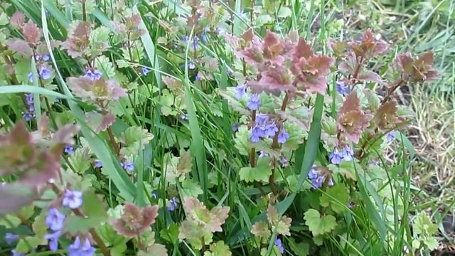 БУДРА ПЛЮЩЕВИДНАЯ. ПОЛЕЗНЫЕ СВОЙСТВА смотреть онлайн