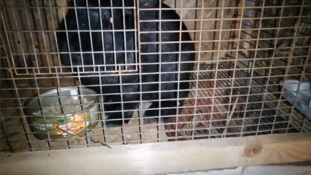 ну всё рассадила беремменых крольчих по домам смотреть онлайн