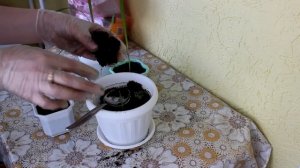 Вашингтония из семян. Пикировка.