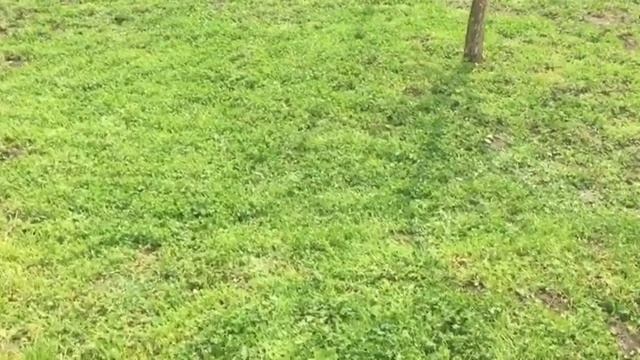 Цветёт БАРВИНОК! Подстригла КЛЕВЕР!