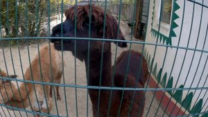 Лимпопо зоопарк Нижний Новгород