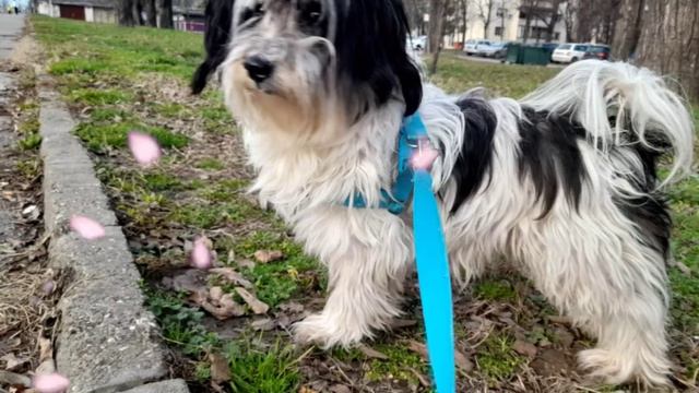 Lepša Stvarnost - Prolećni februar, Novi Sad смотреть онлайн