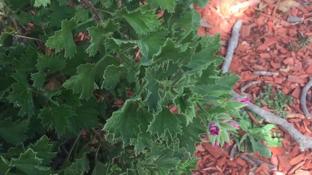 작년에 폈던 제라늄 죽지도 않고 또 폈을까요?? 리갈 제라늄 가지치기, 리갈 제라늄 삽목, 마지막에 노래있슴요. 볼륨실패 깜놀주위!!!😅 리갈 제라늄 키우기 Geranium смотреть онлайн