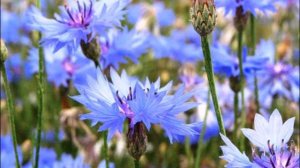 Васильки - ВИА "Орэра"